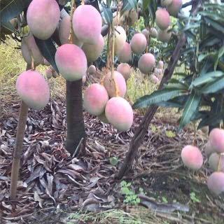 枇杷四川攀枝花仁和區_批發_供應-一畝田農業網_專業的農產品信息商務平臺