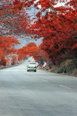 一組圖,考考你愛攀枝花有幾分?