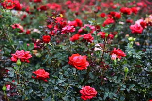 景區人從眾從人,西湖4g信號被擠斷 攀枝花那么美,我就不去外面添堵了