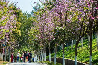 你和攀枝花走過的365天,都在這里