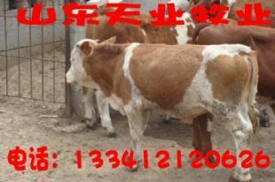 四川攀枝花本地有賣(mài)小公牛犢的嗎_農(nóng)副產(chǎn)品_世界工廠網(wǎng)