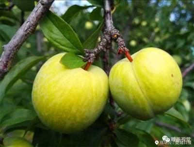 元謀新華鄉(xiāng)首屆鄉(xiāng)村旅游暨桃李節(jié)盛大開(kāi)幕!