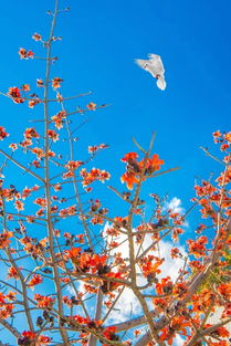 一秒入夏，攀枝花邀您穿短袖襯衣感受31℃溫暖