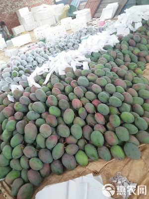 預售實惠 攀枝花凱特芒10斤裝僅35元，7月12日發貨