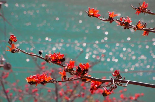 攀枝花，紅了攀枝花